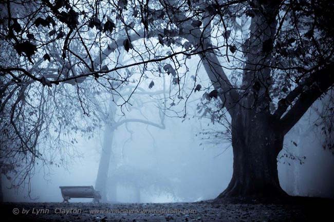 Auckland City Domain in fog